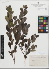 Foto von Salix myrsinifolia Salisb. x Salix phylicifolia L.